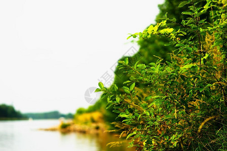 河岸风景背上的右对齐灌木河岸风景背高清上的右对齐灌木场景方向衬套图片