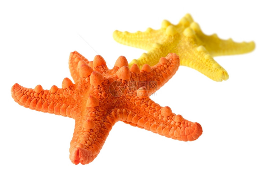鱼五指两条海星橙色和黄白底近镜头视野模糊与白底隔绝海滩图片