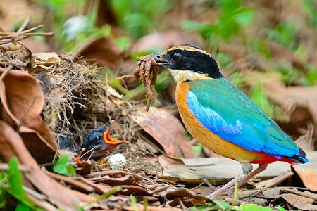 多彩的鸟儿蓝翼碧塔皮摩拉卡西人给蚯蚓喂养地上的小鸡动物泰国鼹鼠图片