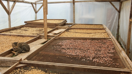 SMART原则农业圣多美和普林西比非洲可豆和咖啡干燥情况旅行植物群背景