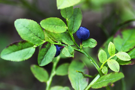 素食主义者有机的蓝莓密闭里普在布什的绿叶中自然图片