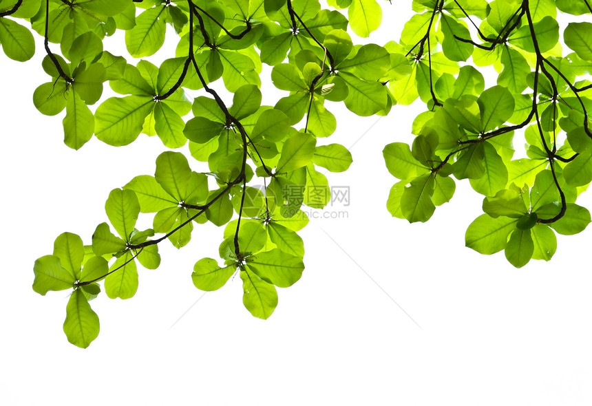 抽象的颜色叶子Catappa树的绿色叶背红图片