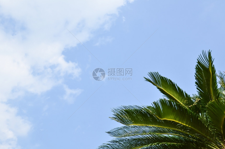 蓝色的植被棕榈树枝热带符号复制空间图片