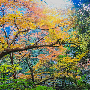 十月红黄和的木叶树冠色军背景图片