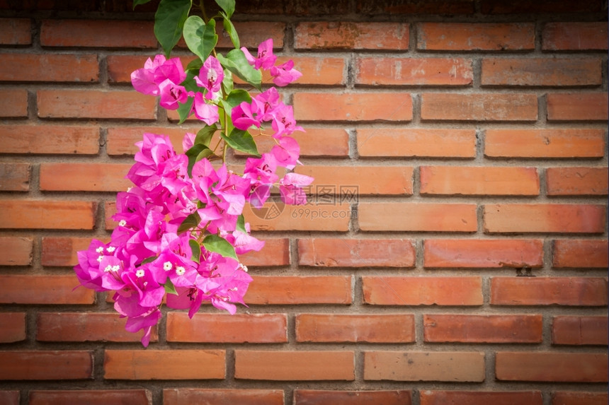 美丽纸紫色的棕砖墙上布干维尔一帮花朵图片