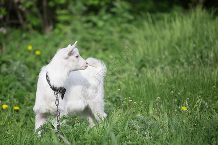 户外自然绿草背景上链子的小白山羊链子上的小白山羊草地图片