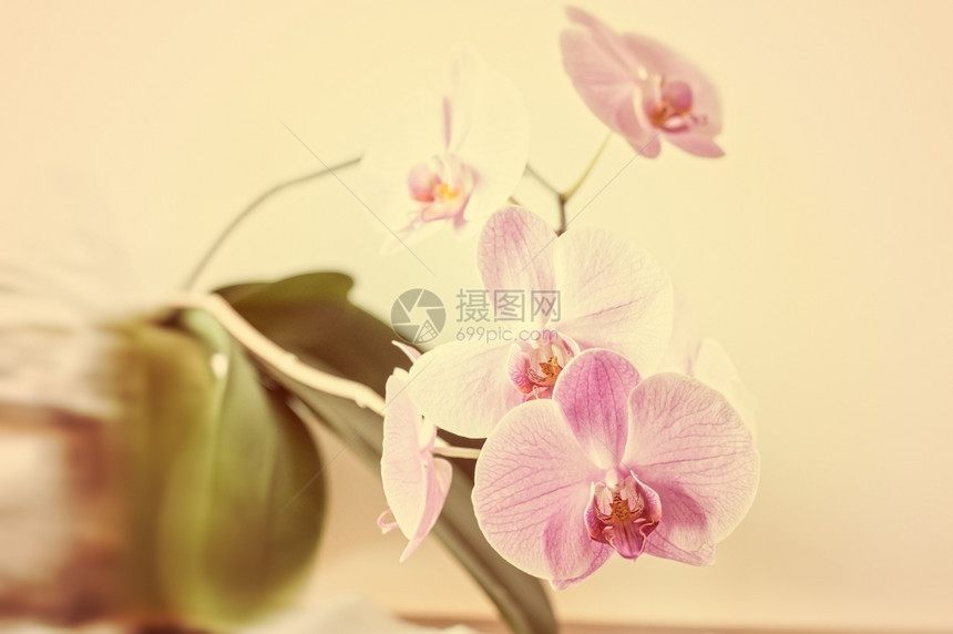 花束粉红兰紧贴着温和的纳达林图片