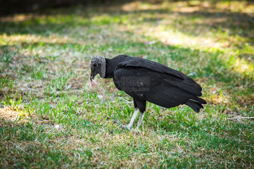 大黑秃鹰在地上吃食物一只紧闭的黑秃鹰吃饭动物宣泄猛禽图片