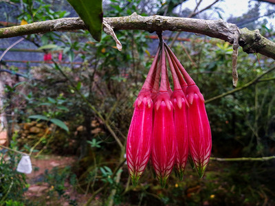 克拉泰国的CBClarke花朵颜色叶子图片