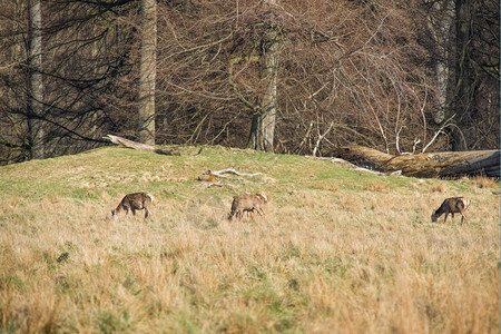身体场地春天鹿羊吃草在春天角地或森林清扫时吃草阿尔滕堡背景图片