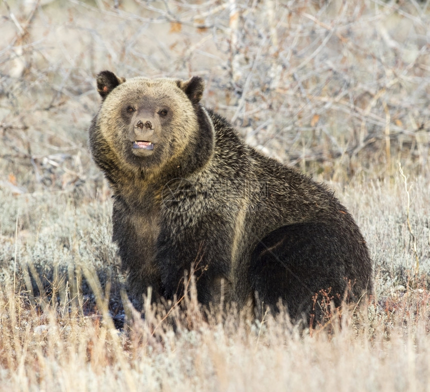 山金发女郎公园灰熊坐在深草中图片