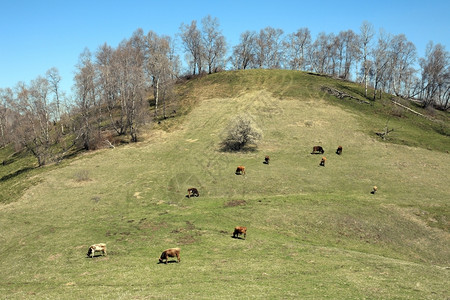 景观放牧的牛群聚集在俄罗斯的山地牧场上灌木图片