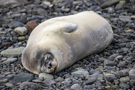 食蟹海豹可爱海豹在南极洲的石滩上安睡寒冷的石质食蟹者背景