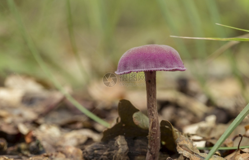 毒菌紫晶自然色蘑菇以柔软的焦点浅深为LaccariaAmethystina或森林地板上草苔和野生植物之间最不雅的蒙骗者Lacca图片