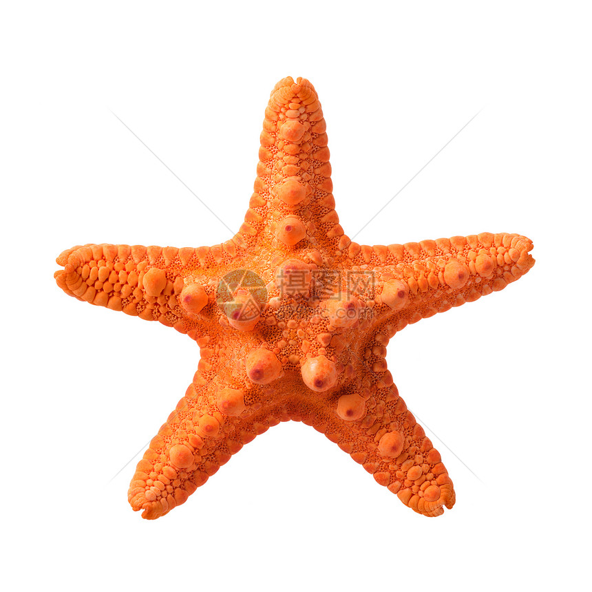 手指动物孤立体橙海星白底与隔绝近距离拍摄起疙瘩的图片