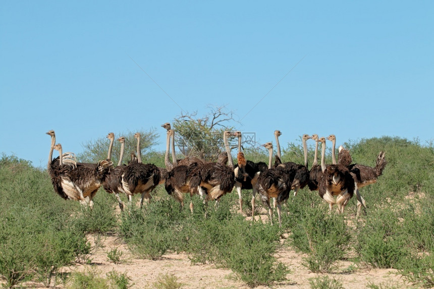 南非卡拉哈里沙漠自然栖息地南非卡拉哈里沙漠中的什楚蒂奥海骆驼群环境天女图片