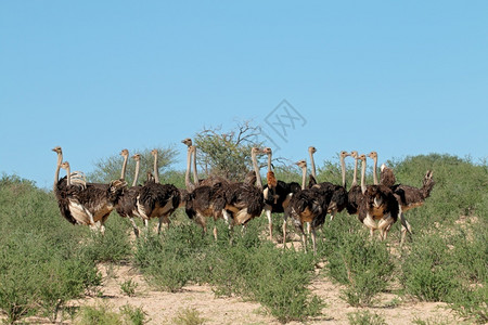 南非卡拉哈里沙漠自然栖息地南非卡拉哈里沙漠中的什楚蒂奥海骆驼群环境天女背景图片