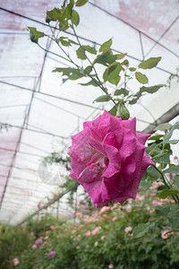 生长自然花园的紫玫瑰灌丛股票照片叶子图片