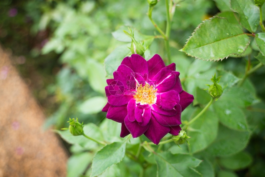 花园的紫玫瑰灌丛股票照片衬套叶子花瓣图片