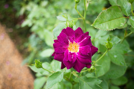 花园的紫玫瑰灌丛股票照片衬套叶子花瓣图片
