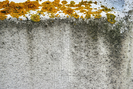 垃圾摇滚细节水泥墙上的地衣和其他植物绿色图片