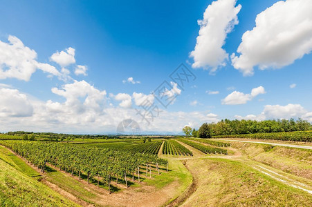 夏天季的植物园与蓝色天空和云彩对抗场地绿色图片