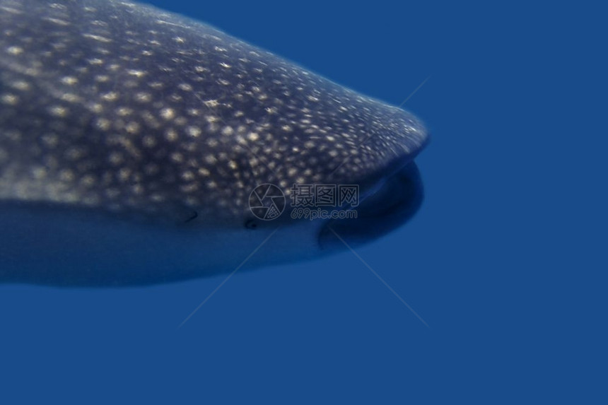 栋索尔水下菲律宾唐索尔捕鲸组织潜水图片