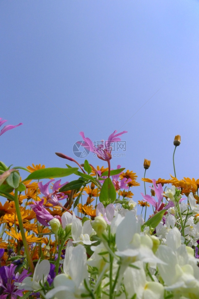 盛开的菊花图片