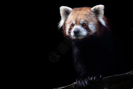 公园稀有的被黑背景隔离红熊猫Ailurusfulgens肖像大熊猫图片