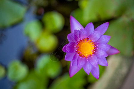 美丽的紫色莲花图片