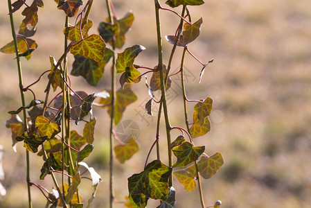 叶子植物被空气中的常春藤分枝下坠自然背景的常春藤分枝下坠于自然背景图片