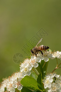植物群春天野生动蜜蜂从白火棘花中采集粉蜜蜂从火棘花中采集粉图片