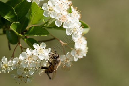 蜜蜂从白火棘花中采集粉蜜蜂从火棘花中采集粉动物蕊白色的图片