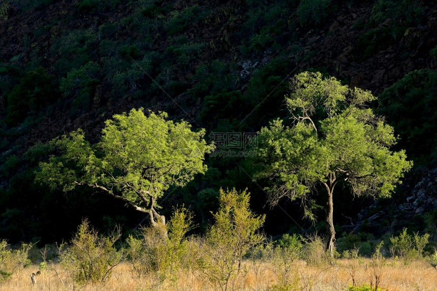植物树木南非克鲁格公园KrugerNationPark绿化背景的非洲草原树南部图片