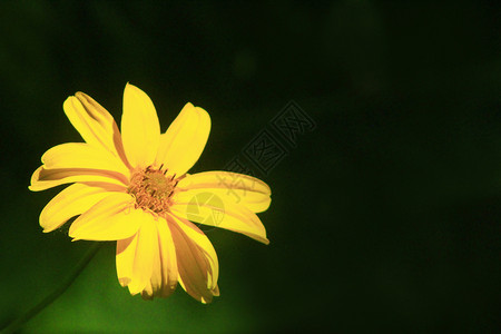 深色背景中的黄洋甘菊深背景中美丽的黄色洋甘菊芳香疗法花瓣图片