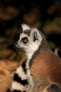 户外生态马达加斯自然栖息地环尾狐猴Lemurcatta的肖像警惕图片