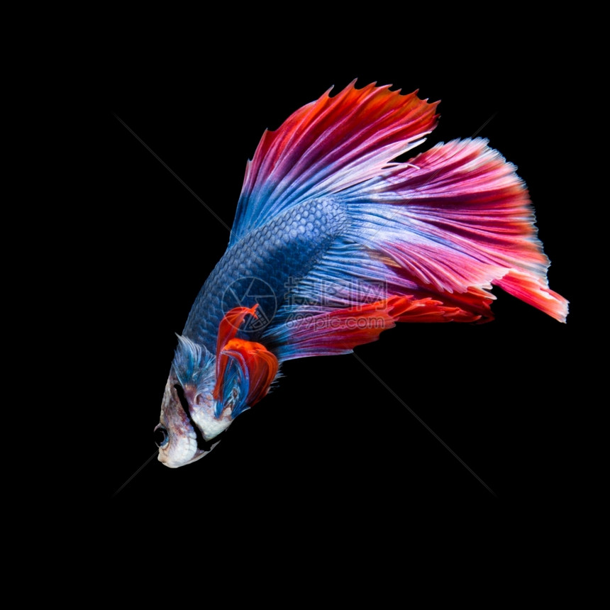 挑衅的红和蓝西海鱼打架贝塔半月尾的图黑底暹罗蓝色的图片