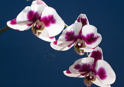 白色的美丽蓝背景野兰花上白色和紫兰花的特写美丽图片