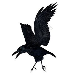 可怕的自然万圣节黑乌鸦在白色背景下飞行3D变黑乌鸦飞3D变图片