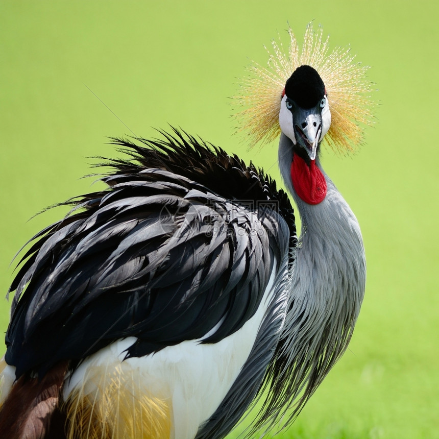 动物巴利阿里自然美丽的鸟灰冠鹤蓝色的眼睛和红毛绒头部情况图片
