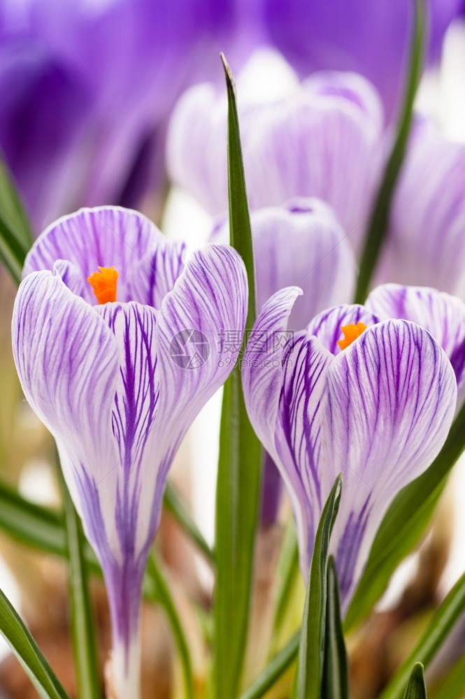 Crocus紧贴的花朵图像瓣盛开紫色图片