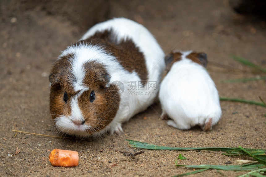 几内亚猪吃胡萝卜卡维亚阿皮埃比宠物户外哺乳动图片
