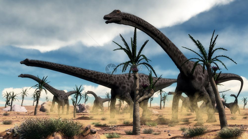 Diplodocus恐龙群在沙漠中的岩石和柳木丛树之间行走3D将Diplodocus恐龙群赶到沙漠3D梁龙蜥蜴草食图片