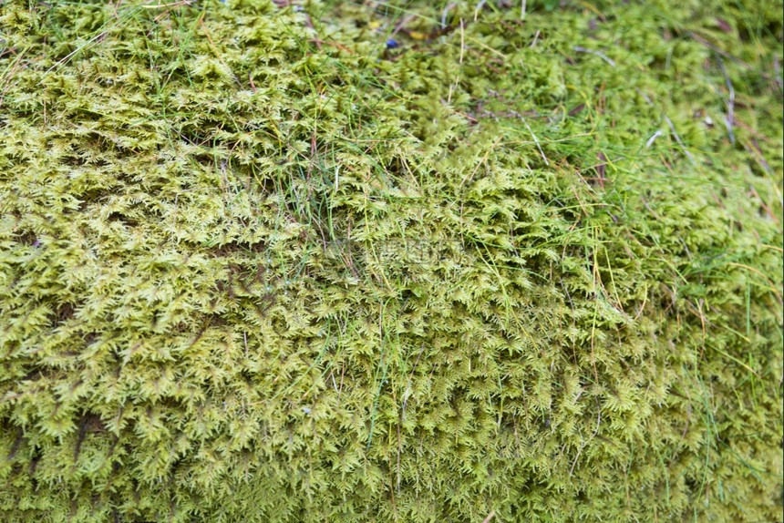 环绕着森林地板上的新鲜苔生物多样草地面图片