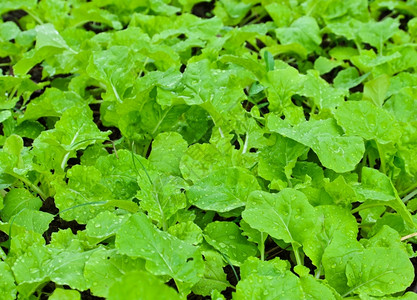 野外新鲜菜健康植物生态图片