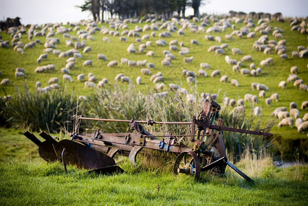 农业聚集着无处不在的新西兰羊群Lush绿色滚动山丘新的陵图片