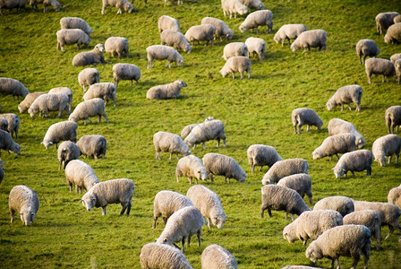 农业村场地聚集着无处不在的新西兰羊群Lush绿色滚动山丘图片