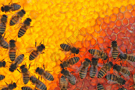 满的在蜂窝工作蜜满是不同颜色的蜂蜜花园授粉图片