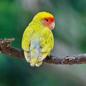 丰富多彩的喙美丽鸟儿Lovebird站立树枝背面侧写禽类图片