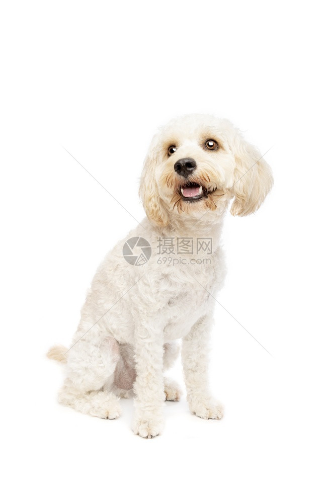 工作室西班牙猎狗主题白种混合公鸡巴在白色背景的种混合狗面前图片